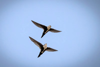 White-throated Swift