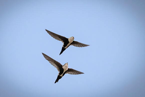 White-throated Swift