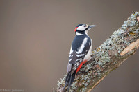 Syrian Woodpecker / Dzięcioł białoszyi