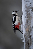 Syrian Woodpecker / Dzięcioł białoszyi