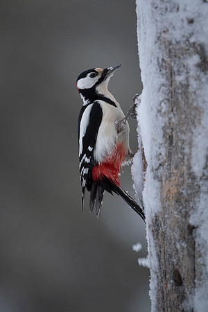 Syrian Woodpecker / Dzięcioł białoszyi