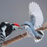 Syrian Woodpecker / Dzięcioł białoszyi
