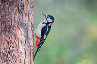 Syrian Woodpecker / Dzięcioł białoszyi