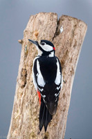 Syrian Woodpecker / Dzięcioł białoszyi