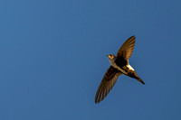 White-throated Swift
