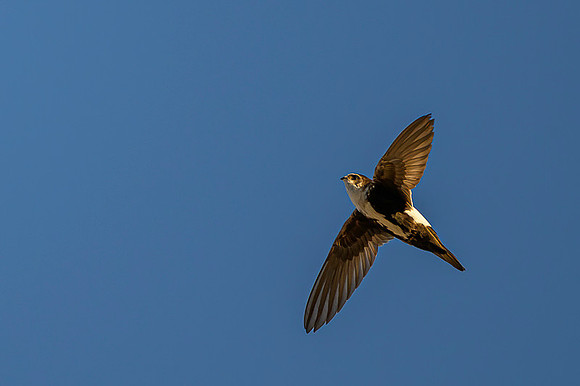 White-throated Swift