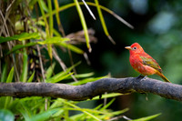 Summer Tanager