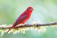 Summer Tanager