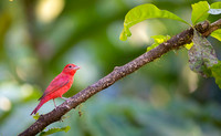 Summer Tanager