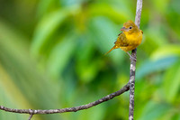 Summer Tanager