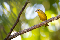 Summer Tanager