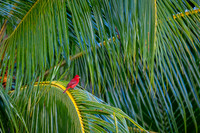 Summer Tanager