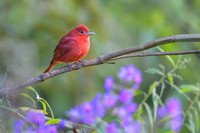 Summer Tanager