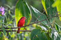 Summer Tanager