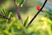 Summer Tanager