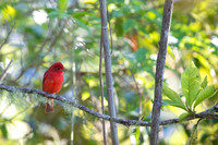 Summer Tanager