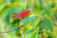 Summer Tanager