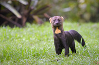 Tyra