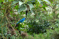 Turquoise Jay