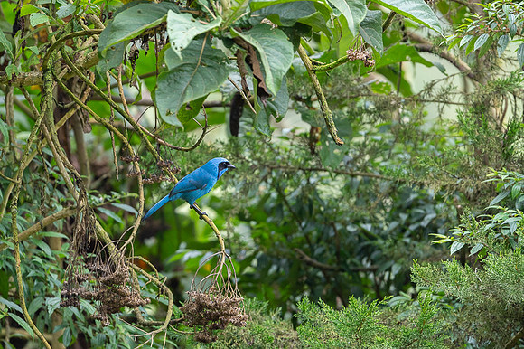 Turquoise Jay