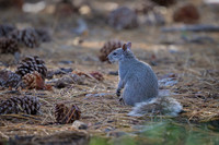 Western Gray Squirrel