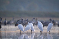 White Egret / Czapla biała