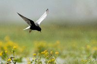 White-winged Tern / Rybitwa białoskrzydła
