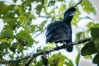 Umbrella Bird