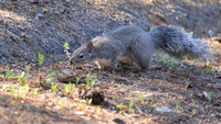 Western Gray Squirrel