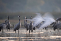 White Egret / Czapla biała