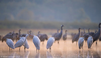 White Egret / Czapla biała