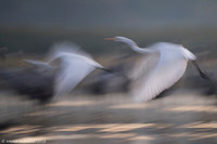 White Egret / Czapla biała