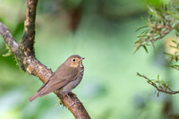 Swanson's Thrush