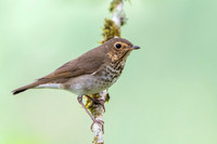 Swanson's Thrush