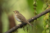 Swanson's Thrush