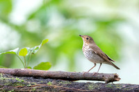Swanson's Thrush