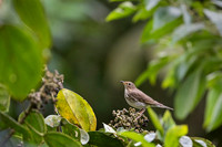 Swanson's Thrush