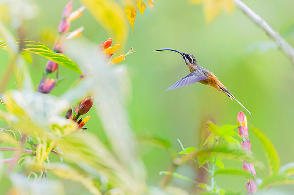 Tawny Bellied Hermit