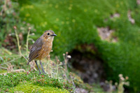 Tawny Antpitta