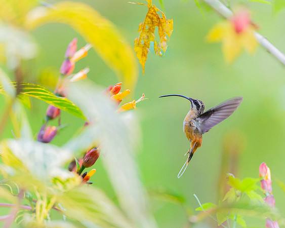 Tawny Bellied Hermit