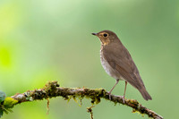 Swanson's Thrush