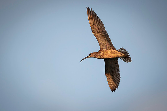 Whimbrel  Kulik