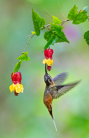 Tawny Bellied Hermit