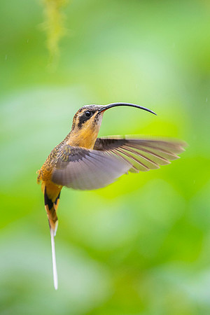Tawny Bellied Hermit
