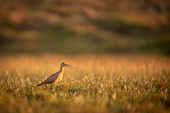Whimbrel  Kulik