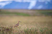Whimbrel  Kulik