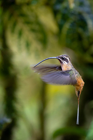 Tawny Bellied Hermit
