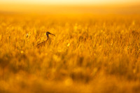 Whimbrel  Kulik