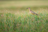 Whimbrel  Kulik