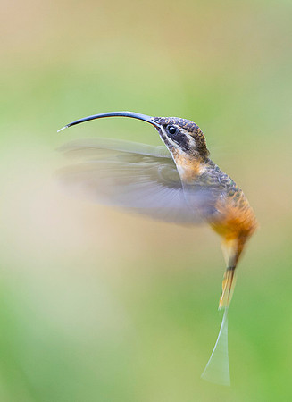 Tawny Bellied Hermit